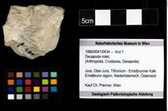 Foto (Objekt + Etiketten) von Decapoda indet. 